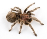 Chilean-_Rose-_Hair-_Tarantula.jpg